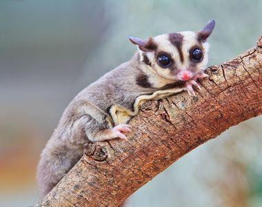 Fun Animal Friday: Small, Cute, Furry Things | San Diego Children's  Discovery Museum